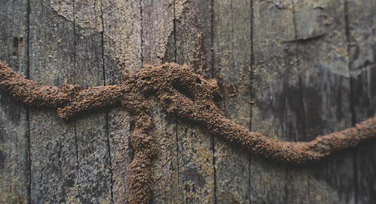 Mengenal 'Mud Tubes': Jalan Tol yang Dibuat Rayap di Dinding Anda